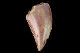 Serrated, Raptor Tooth - Real Dinosaur Tooth #158948-1